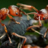 Mravenci v zahradním pozemku - jak se zbavit a bojovat s nimi lidovými léky